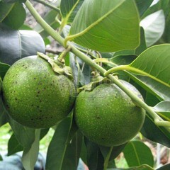 Eetbare tuin-edible garden Diospyros digyna - Black zapote - Caca poule