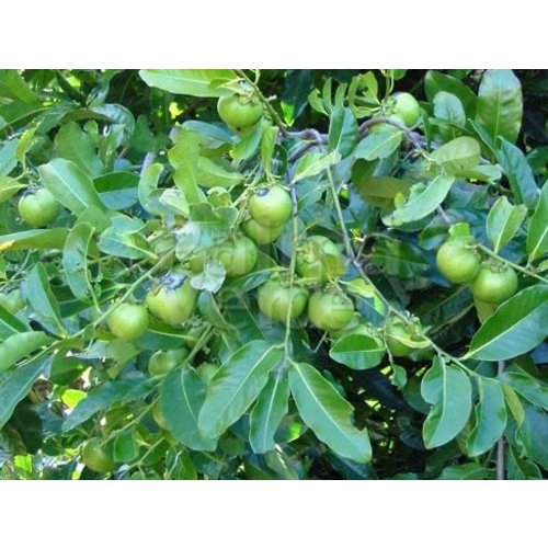 Eetbare tuin-edible garden Diospyros digyna - Sapotier noir - Bois noir