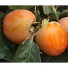 Eetbare tuin-edible garden Diospyros kaki - Kakiboom - Sharonfruit