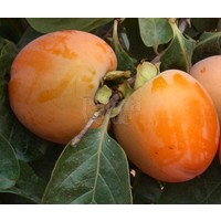 Eetbare tuin-edible garden Diospyros kaki - Sharonfruit - Persimmon