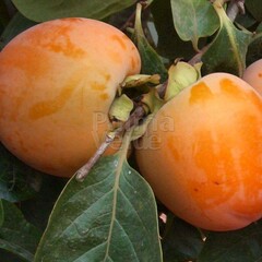 Eetbare tuin-edible garden Diospyros kaki - Sharonfruit - Persimmon