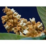 Eetbare tuin-edible garden Eriobotrya japonica - Loquat