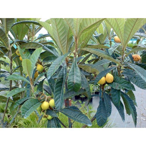 Eetbare tuin-edible garden Eriobotrya japonica - Loquat