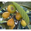 Eetbare tuin-edible garden Eriobotrya japonica - Loquat