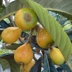 Eetbare tuin-edible garden Eriobotrya japonica - Néflier du Japon
