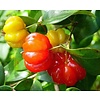Eetbare tuin-edible garden Eugenia uniflora - Surinamese cherry