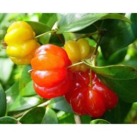 Eetbare tuin-edible garden Eugenia uniflora - Surinamese cherry