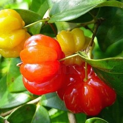 Eetbare tuin-edible garden Eugenia uniflora - Pitanga - Cerisier de Cayenne