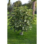 Eetbare tuin-edible garden Ficus carica - Fig tree (Various varieties)