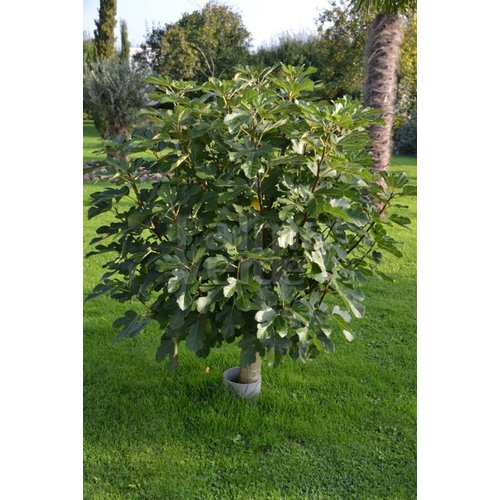 Eetbare tuin-edible garden Ficus carica - Fig tree (Various varieties)