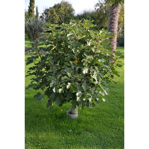 Eetbare tuin-edible garden Ficus carica - Fig tree