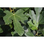 Eetbare tuin-edible garden Ficus carica - Fig tree