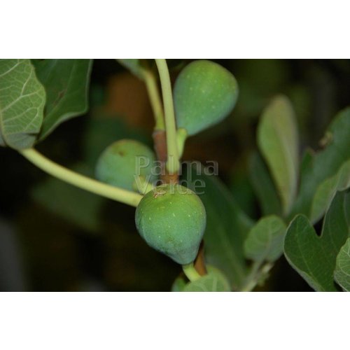 Eetbare tuin-edible garden Ficus carica - Vijgenboom