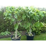 Eetbare tuin-edible garden Ficus carica - Fig tree