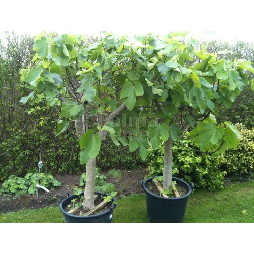 Eetbare tuin-edible garden Ficus carica - Fig tree