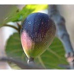 Eetbare tuin-edible garden Ficus carica - Fig tree