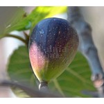 Eetbare tuin-edible garden Ficus carica - Vijgenboom