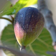 Eetbare tuin-edible garden Ficus carica - Fig tree