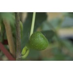 Eetbare tuin-edible garden Ficus carica Brown Turkey - Hardy fig tree