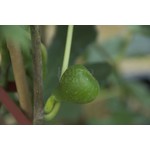 Eetbare tuin-edible garden Ficus carica Brown Turkey - Winterharde vijgenboom