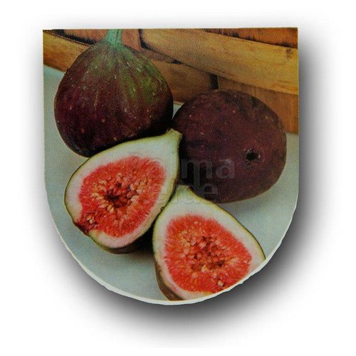 Eetbare tuin-edible garden Ficus carica Brown Turkey - Winterharde vijgenboom