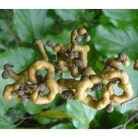 Eetbare tuin-edible garden Hovenia dulcis -  Oriental raisin tree