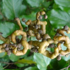 Eetbare tuin-edible garden Hovenia dulcis -  Oriental raisin tree