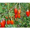 Eetbare tuin-edible garden Lycium barbarum - Goji berries