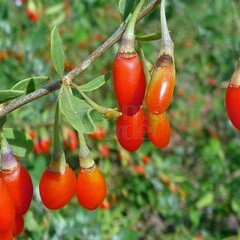 Eetbare tuin-edible garden Lycium barbarum - Goji berries