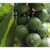 Eetbare tuin-edible garden Macadamia integrifolia - Noyer du Queensland