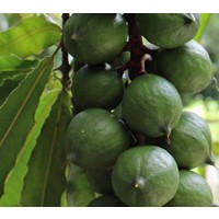 Eetbare tuin-edible garden Macadamia integrifolia - Macadamianotenboom