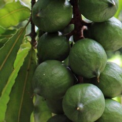 Eetbare tuin-edible garden Macadamia integrifolia - Macadamia nut tree