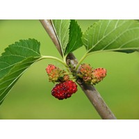 Eetbare tuin-edible garden Morus nigra - Zwarte moerbei