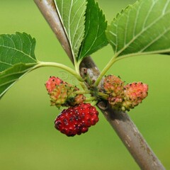 Eetbare tuin-edible garden Morus nigra - Black mulberry