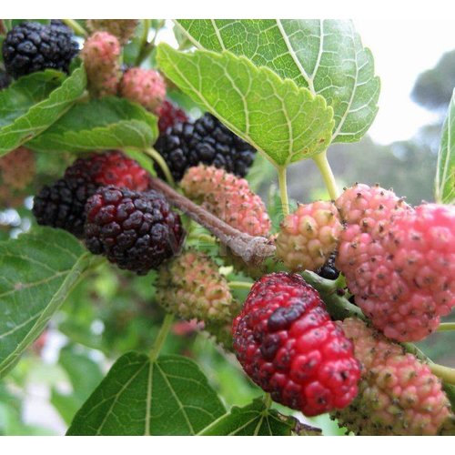 Eetbare tuin-edible garden Morus nigra - Black mulberry