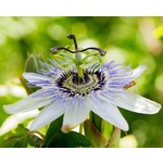 Eetbare tuin-edible garden Passiflora edulis - Grenadille