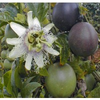 Eetbare tuin-edible garden Passiflora edulis - Grenadille