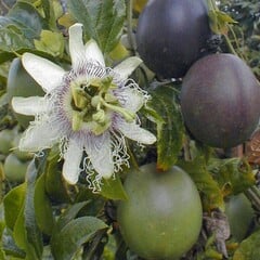 Eetbare tuin-edible garden Passiflora edulis - Passion fruit