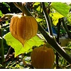 Eetbare tuin-edible garden Physalis peruviana - Goudbes - Ananaskers - Kaapse kruisbes
