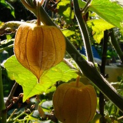 Eetbare tuin-edible garden Physalis peruviana - Goudbes - Ananaskers - Kaapse kruisbes