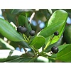 Eetbare tuin-edible garden Pimenta dioica - Allspice - Jamaica peper - Nagelpeper - Pimentbes