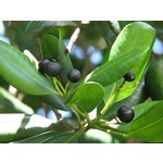 Eetbare tuin-edible garden Pimenta dioica - Allspice - Jamaica pepper