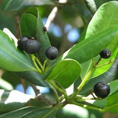 Eetbare tuin-edible garden Pimenta dioica - Allspice - Jamaica pepper