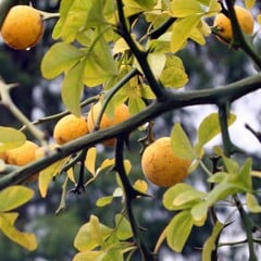 Bomen-trees Poncirus trifoliata - Citrus trifoliata - Wild lemon