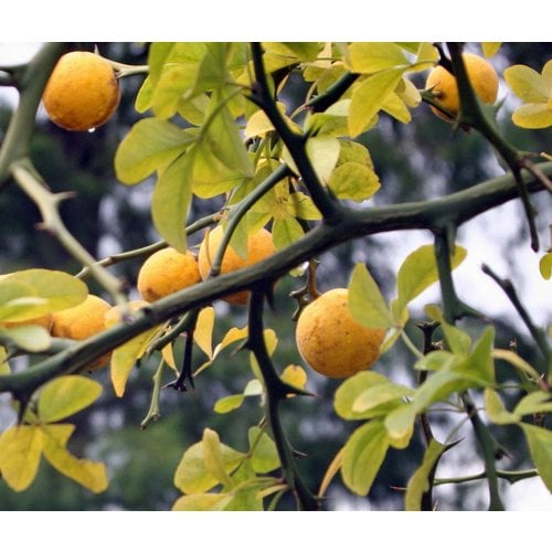 Bomen-trees Poncirus trifoliata - Citrus trifoliata - Wild lemon