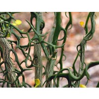 Bomen-trees Poncirus trifoliata Flying Dragon - Wilde citroen