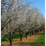 Eetbare tuin-edible garden Prunus dulcis - Almond tree