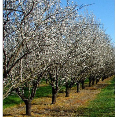 Eetbare tuin-edible garden Prunus dulcis - Almond tree