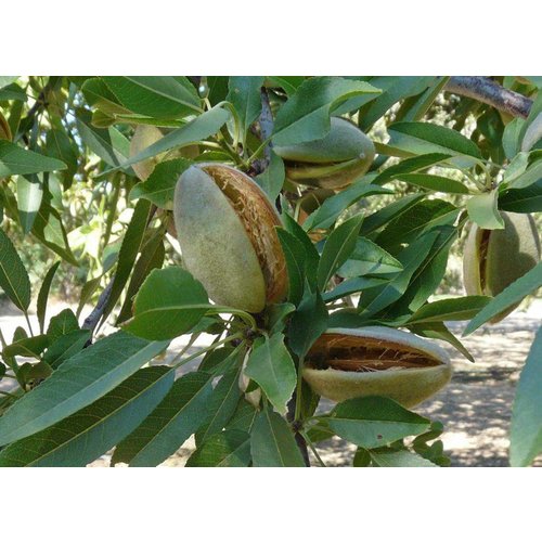 Eetbare tuin-edible garden Prunus dulcis - Almond tree