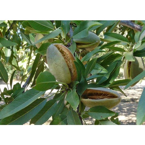 Eetbare tuin-edible garden Prunus dulcis - Amandelboom